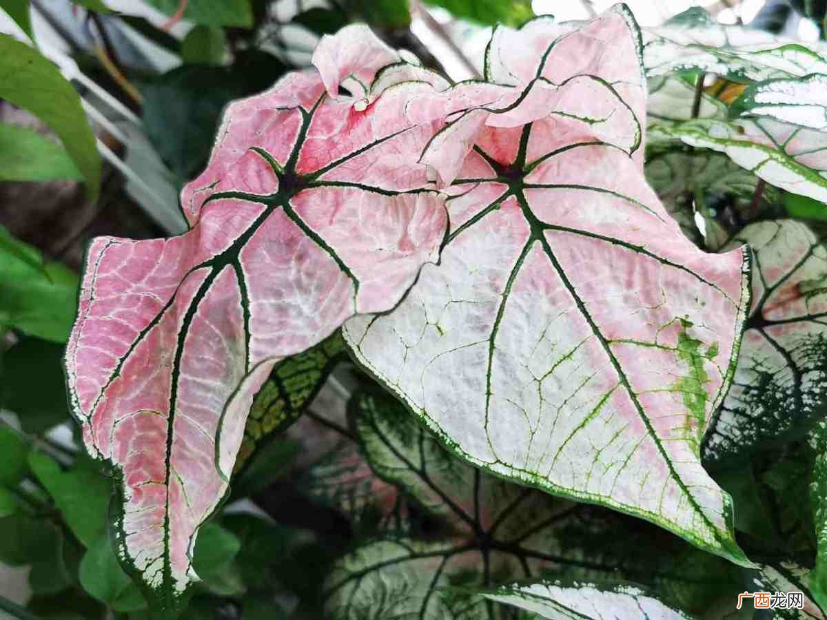4种不开花植物的叶子比花美 不开花的植物有哪些种类