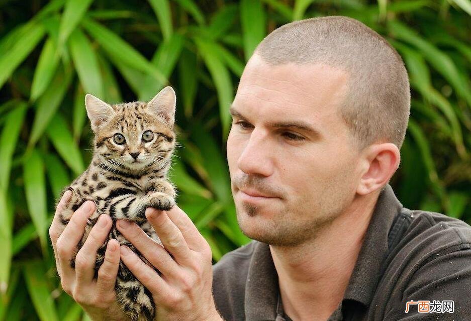 世界上最小的猫长什么样子图片 最小的猫品种