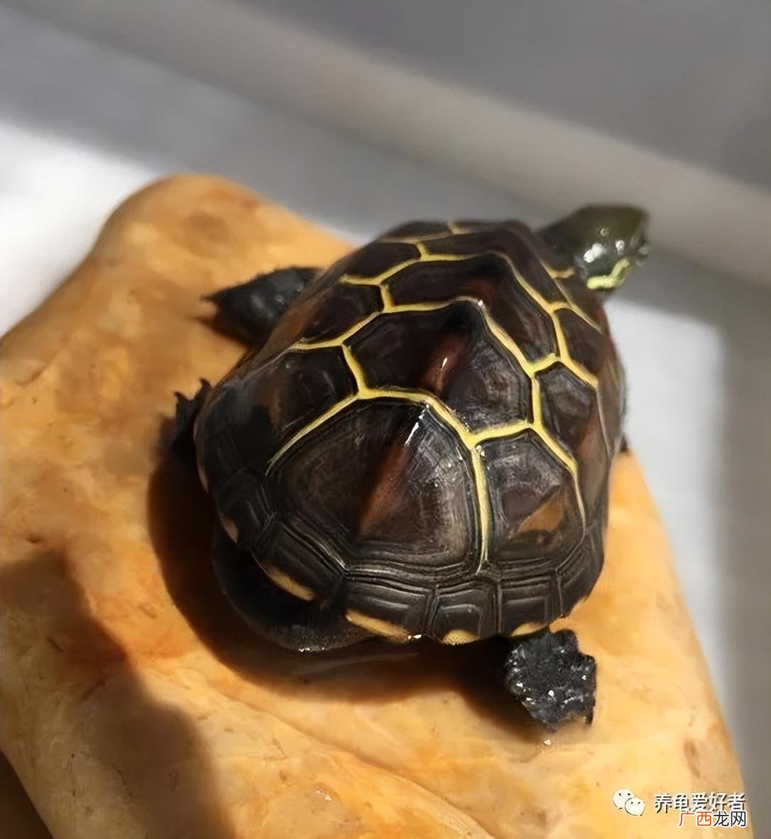 龟腐皮最有效的植料方法 龟腐皮用什么药好得快一点