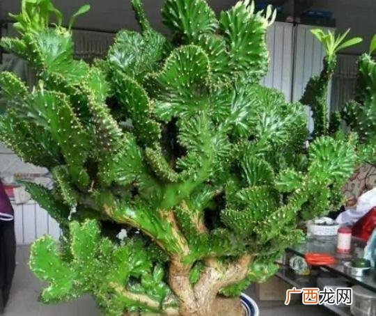 镇宅最灵的三种花