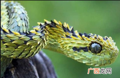 100000米长的蟒蛇 毒蛇为什么守护人参