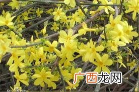 迎春花的样子,颜色,气味,特点描写
