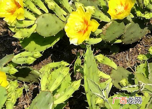 具体几天浇一次要根据所处的季节定 仙人掌多久浇水合适