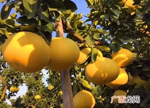 和柚子很像的一种水果叫什么名字