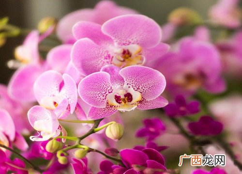 不同颜色蝴蝶兰的寓意 蝴蝶兰花语代表着什么意思