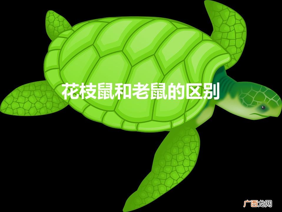 怎样区分老鼠和花枝鼠 花枝鼠和老鼠的区别