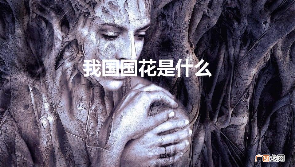中国国花是什么花啊 我国国花是什么