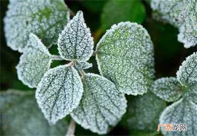 霜降室外花要搬室内吗在二十四节气 霜降花卉都要搬进屋里吗