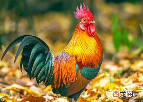 属鸡人一生的命运怎么样,好不好