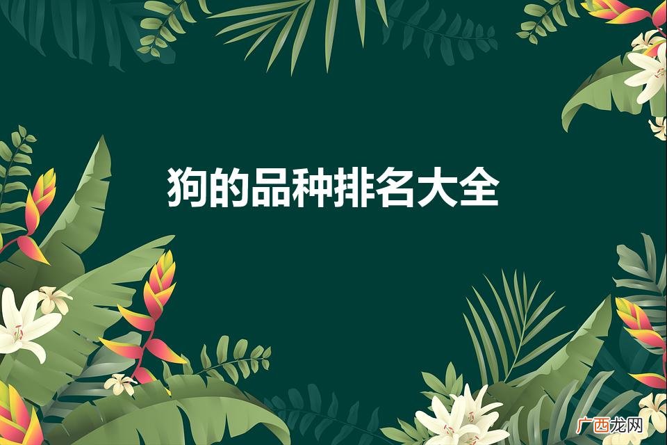 狗品排行榜大全 狗的品种排名大全