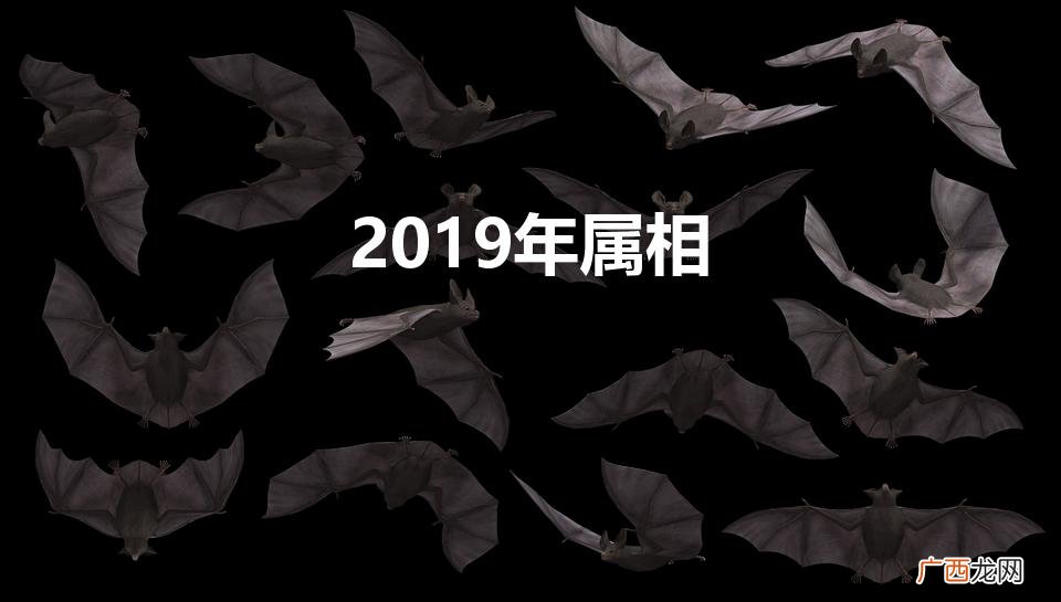 2019年属相是什么生肖 2019年属相