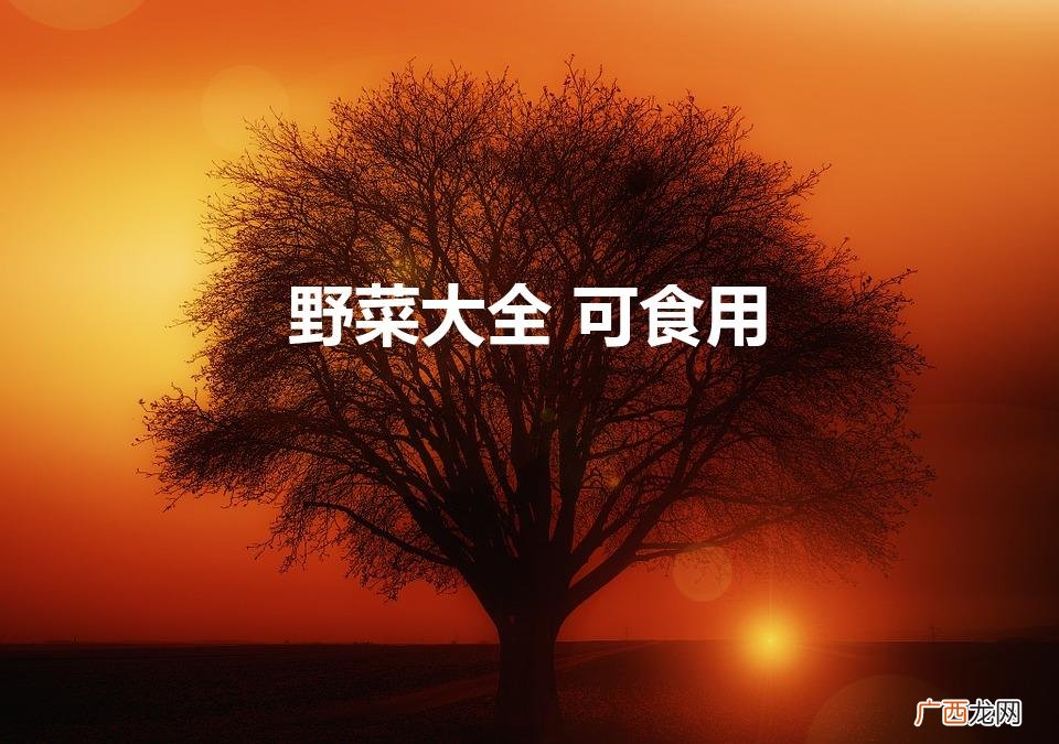 食用野菜全收录 野菜大全 可食用