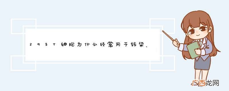 293T细胞为什么经常用于转染、蛋白质表达？