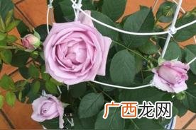 长什么样子特点 空蒙月季花的优缺点