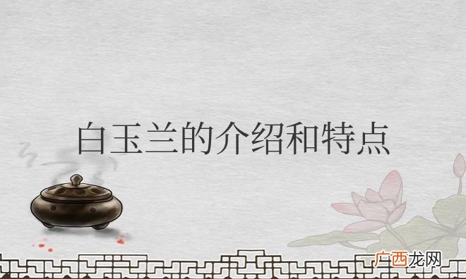 白玉兰的主要特征和象征意义 白玉兰的介绍和特点