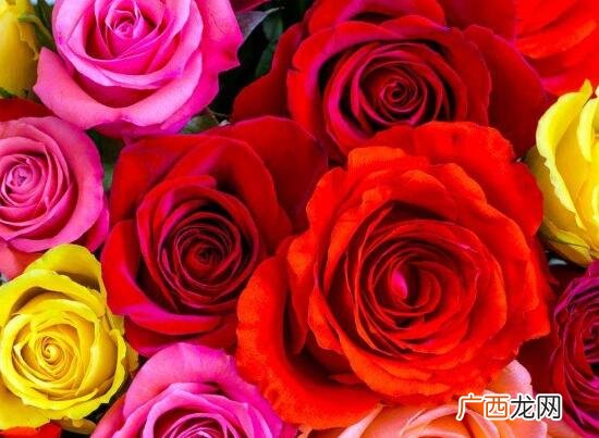 在家里养玫瑰花有毒吗 玫瑰花可以放在卧室吗