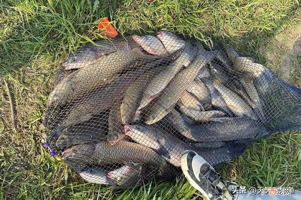 钓鱼用什么鱼饵最好钓 钓鱼用什么鱼饵最好