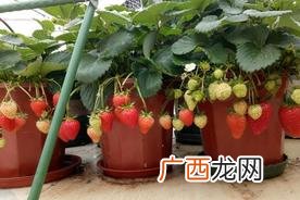 草莓生长周期阶段 草莓开花到结果成熟要多久时间
