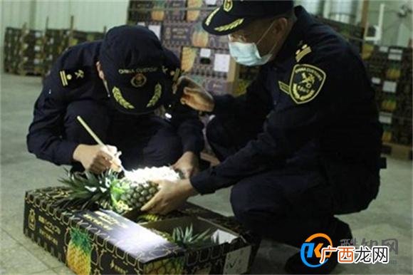 海关总署：允许符合相关要求的贝宁鲜食菠萝进口 即日起_酷知科普