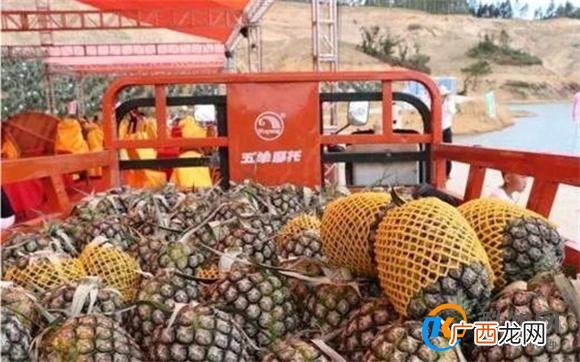 海关总署：允许符合相关要求的贝宁鲜食菠萝进口 即日起_酷知科普