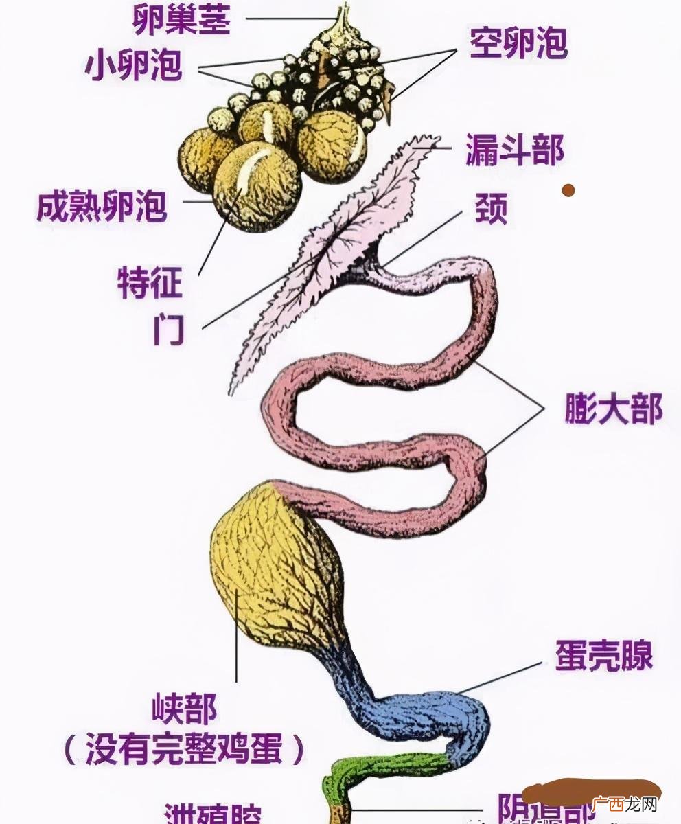 养鸡场的鸡一天能下一个蛋啊 鸡一天能下几个蛋
