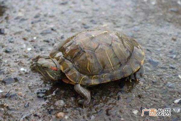 小乌龟能吃的家常食物 小乌龟吃啥东西维持生命
