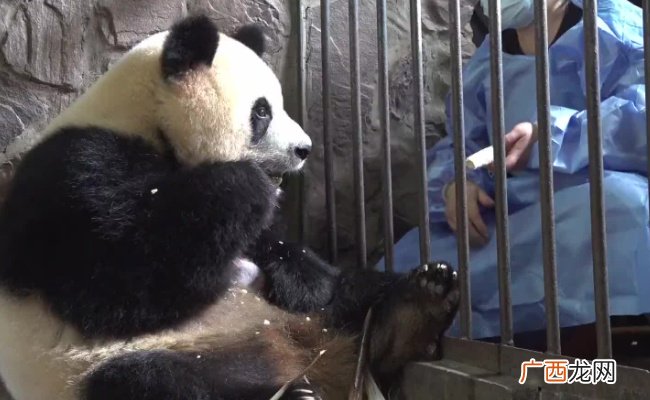 大熊猫园润当妈妈了 有哪些意义