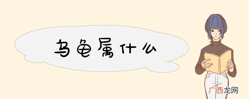 乌龟属什么