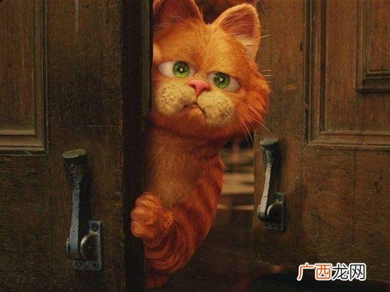 翡翠波斯猫一样的电影