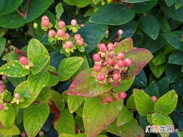这些药材不愁销路 农村土地种植什么药材最挣钱