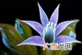 陆地上存在发光植物吗