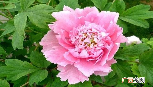 牡丹花一般几点钟开放 牡丹花几点钟开放