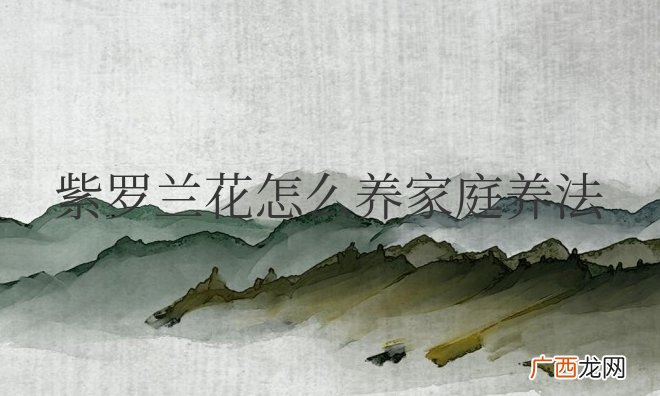 紫罗兰花怎么养家庭养法