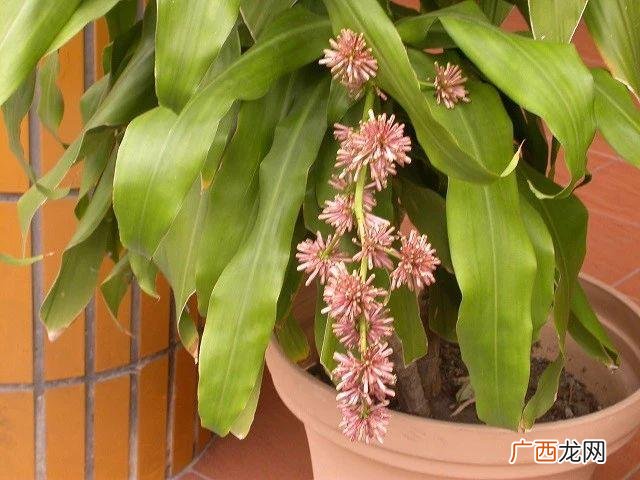 香龙血树开花需要多长时间 香龙血树开花是什么兆头