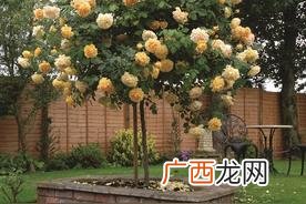 长什么样子特点 棒棒糖月季花的优缺点