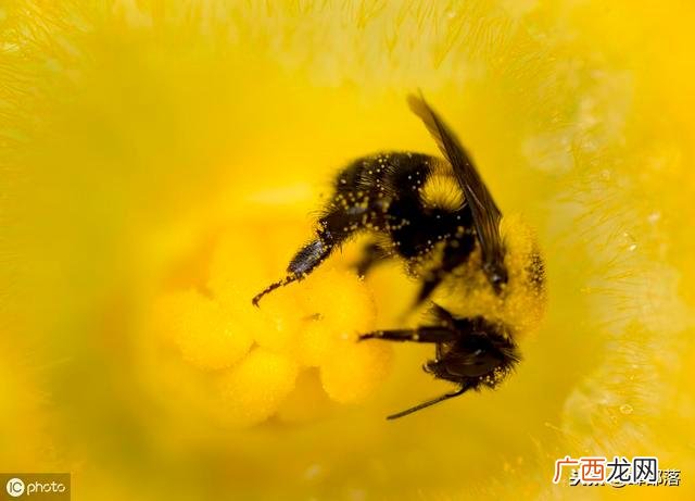 蜜蜂看不到什么颜色? 蜜蜂看不到什么颜色