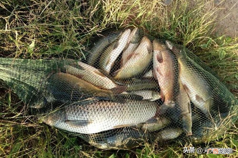 仲秋野钓易爆护的2种天气 什么天气适合钓鱼
