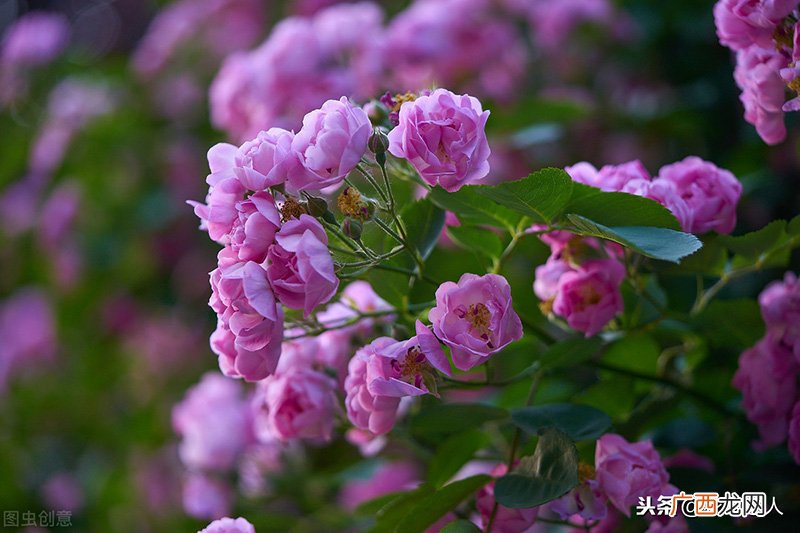 蔷薇花什么时候开花季节 蔷薇花什么时候开花