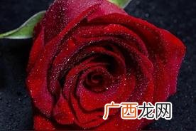 九朵玫瑰花的象征寓意 9朵玫瑰代表什么意思