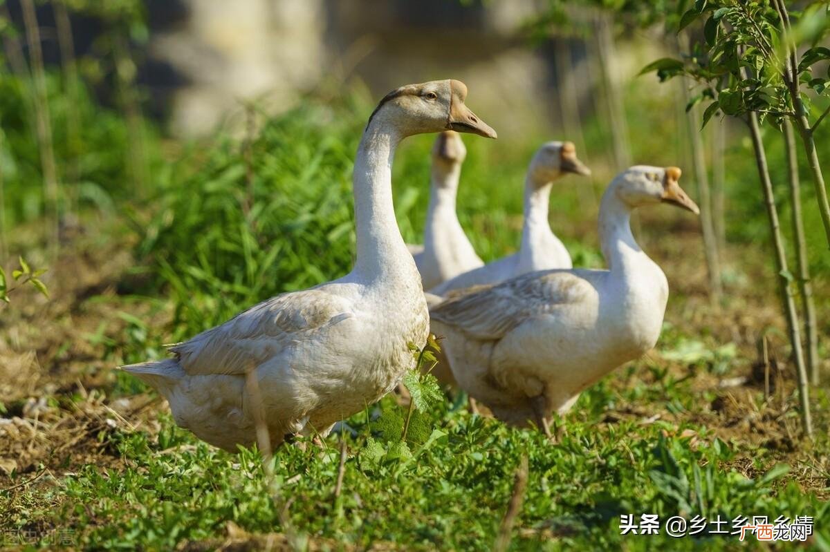 这几种方法教你轻松分辨大鹅的性别 公鹅和母鹅的区别图最明显