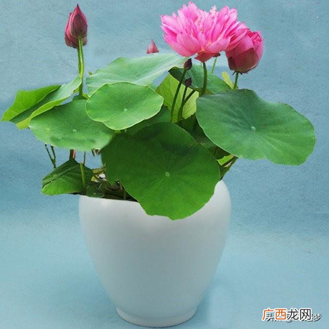 碗莲的水培种植方法及注意事项 碗莲可以一直水养吗