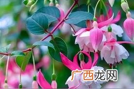 世界上最漂亮的花前十名