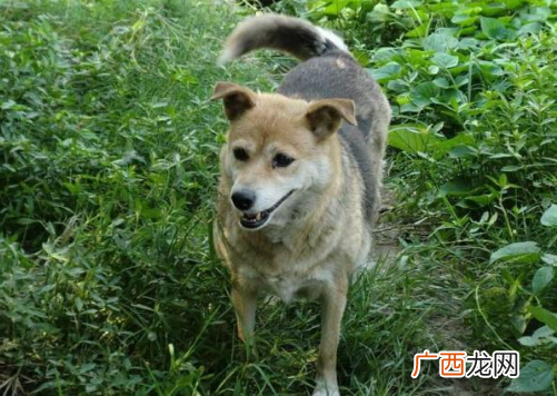 常见而且颜值又好看的中华田园犬 最漂亮的中华田园犬图片