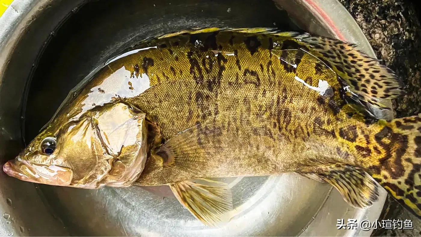 掌握正确的鱼饵选择提高钓获成功率 钓鳜鱼必备饵料推荐