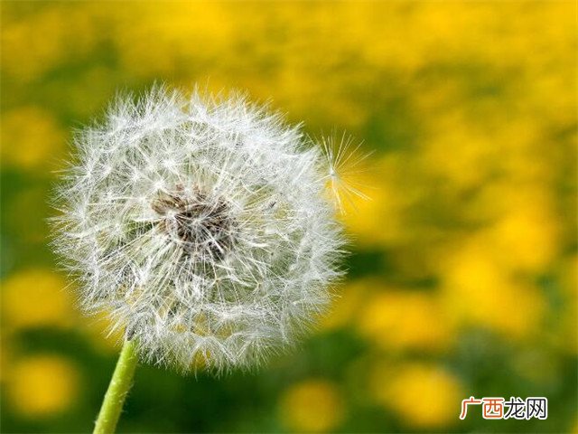 三月三出生的男孩命运好吗,有什么说法