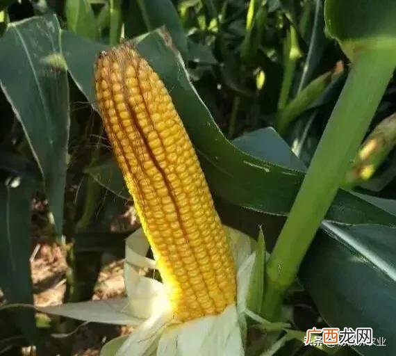 金博士825亩产量表现 金博士825玉米种子特征特性