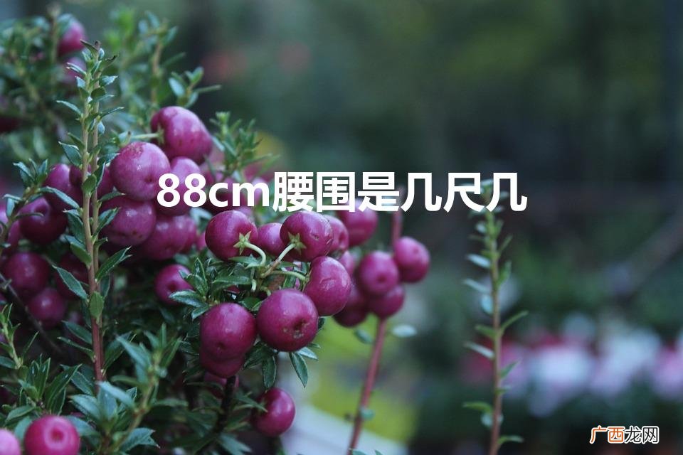 腰围88厘米是几尺几 88cm腰围是几尺几