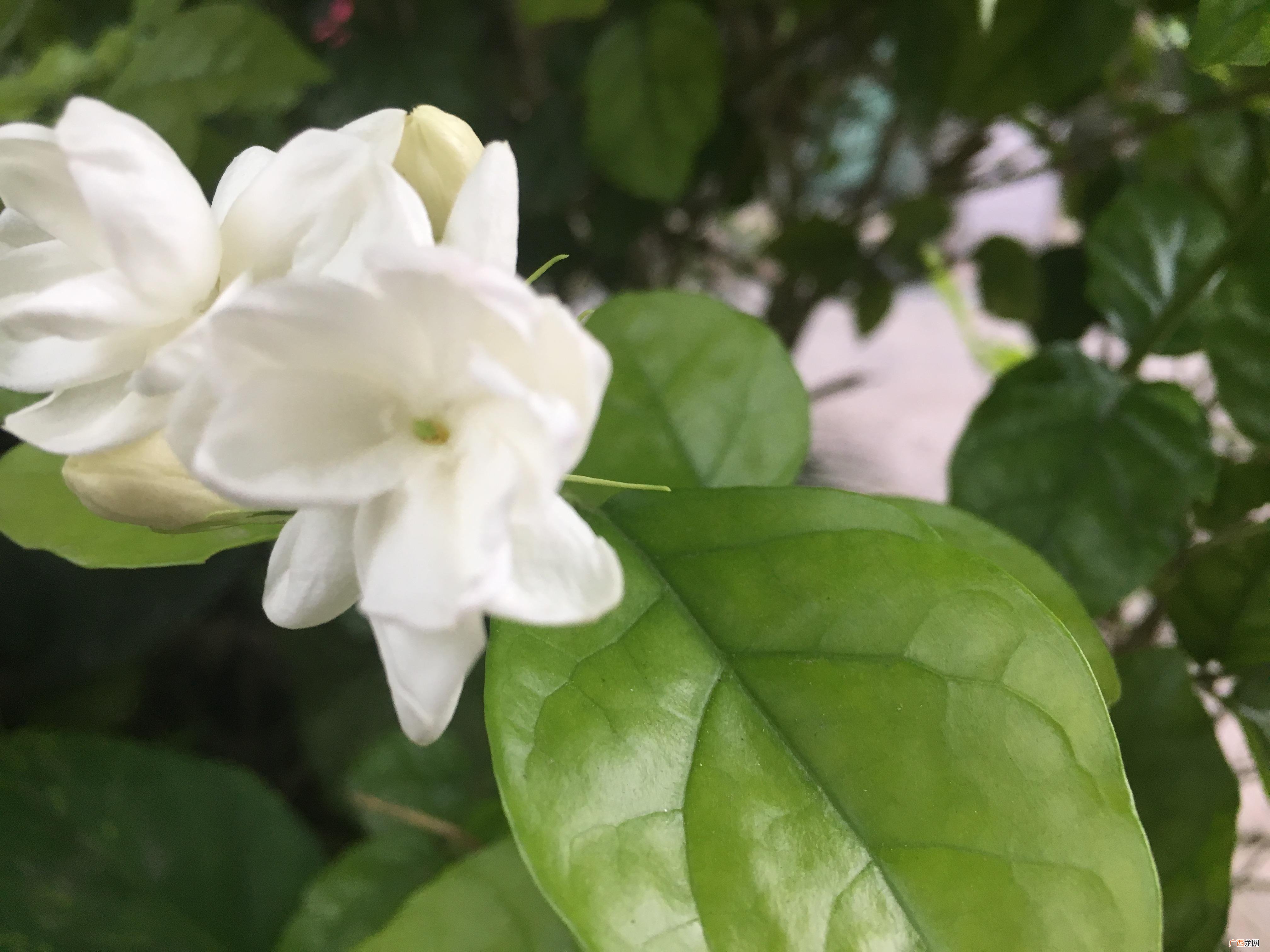 养茉莉盆栽的bug点 家里千万不能养茉莉花的原因