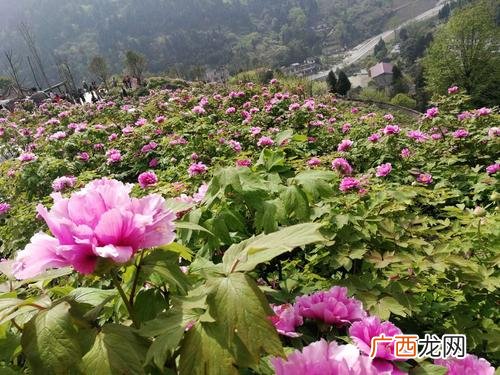 牡丹花在垫江盛开的时间是什么时候 垫江牡丹花最佳时间