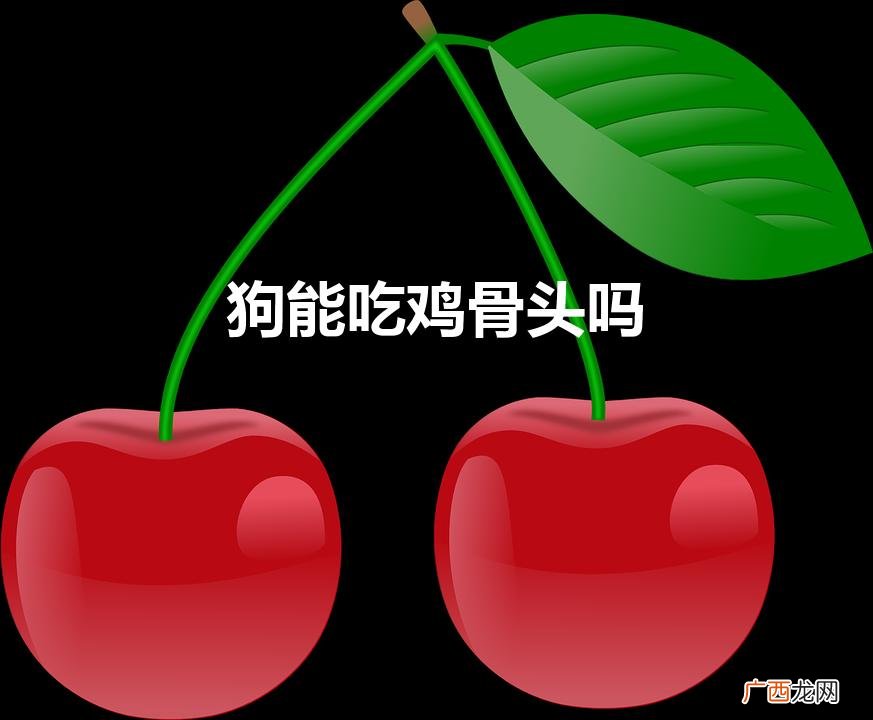 狗能吃鸡骨头吗（怀孕的狗狗能吃鸡骨头吗)